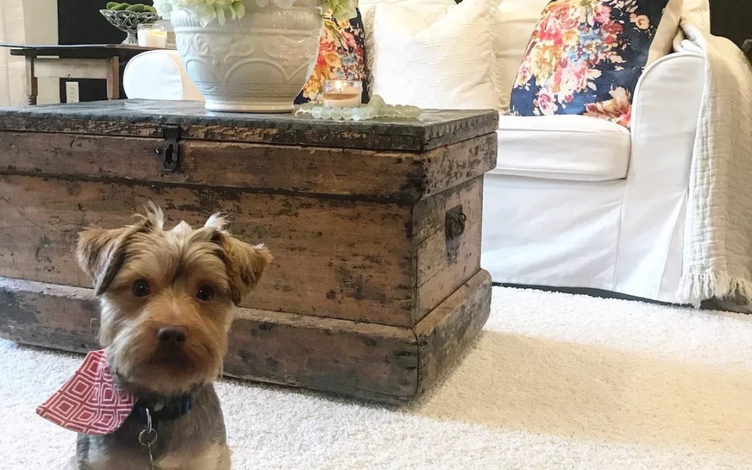 Why I Chose Stylish, Pet-Friendly Carpet